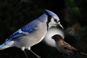 Barking up the Muse Tree | jespah | Janet Gershen-Siegel | The Sparrow and the Blue Jay