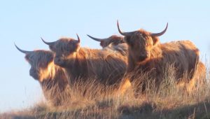 Barking up the Muse Tree | jespah | Janet Gershen-Siegel | Highland cattle | Perrazin