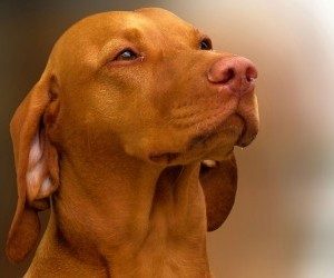 Barking Up The Muse Tree | jespah | Janet Gershen-Siegel | Vizsla Libba